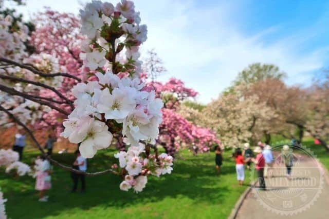 cherry blossoms in bloom along a path at New York Botanical Garden