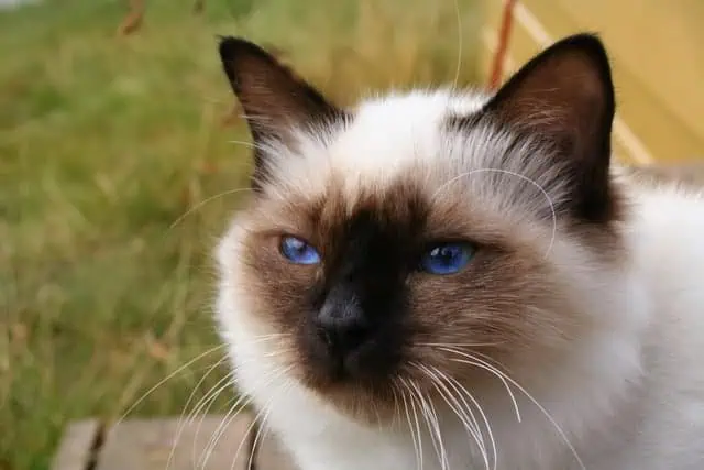 Birman cat face
