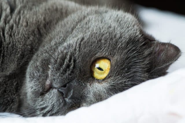 Blue British shorthair