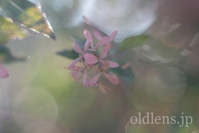 PENTACON ペンタコン　オート　50mm F1.8 マルチコーティング Pentacon auto 50mm f1.8Multi Coating 前期型M42のReview作例