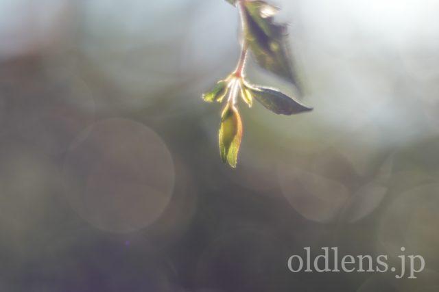 Pentacon auto 50mm f1.8Multi Coating 前期型M42のReview作例