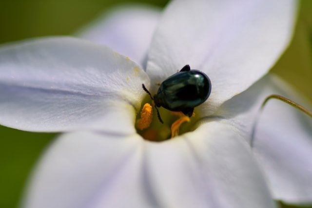 TAMRON SP 90mm F2.8 Di MACRO 272E レビュー作例 タムキュー等