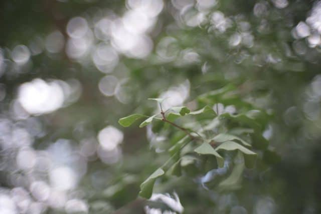 ロシア製 JUPITER-3 50mm f1.5 L39(作例あり) Jupiter-3 50mm f1.5 Review作例 おすすめロシア製のゾナー