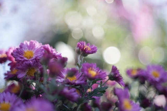 Nikkor-H.C 50mm f2 L39 Review作例 5cm ニコンのライカL