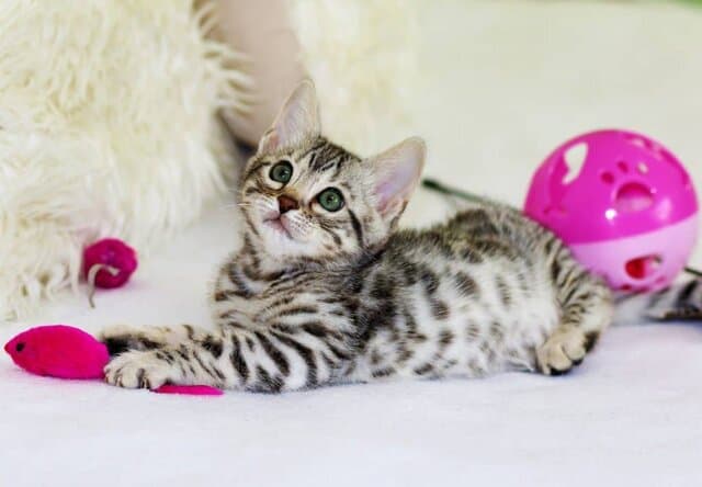 spotted tabby kitten with pink and whitecat toys
