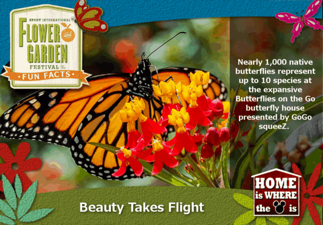 Epcot Flower & Garden Festival Fun Fact Butterflies Epcot Flower & Garden Festival Fun Fact Butterflies