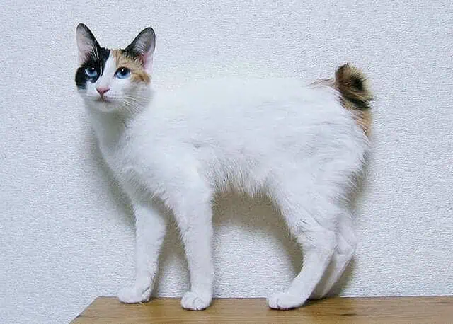 The Cats of Royalty 8 Japanese bobtail cat on a table