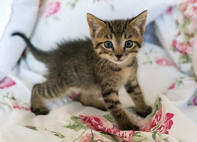 brown tabby kitten on a flowered background