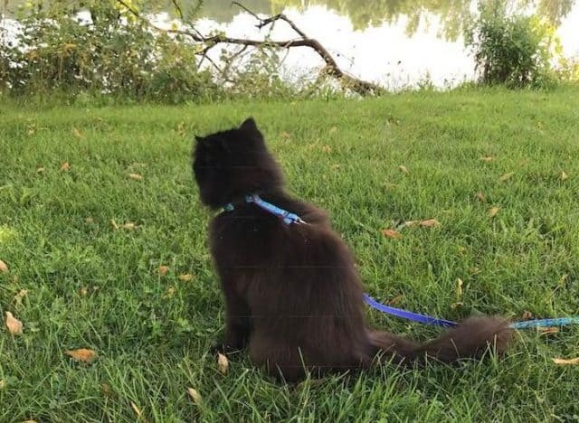 black persian cat walking on a leash