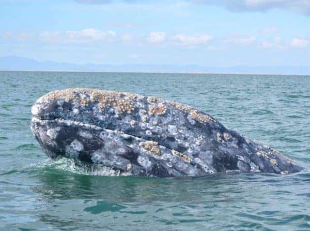 Gray Whale Watching in Ojo de Liebre in Baja, Mexico