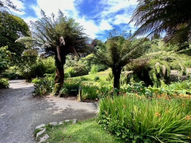 fern tree