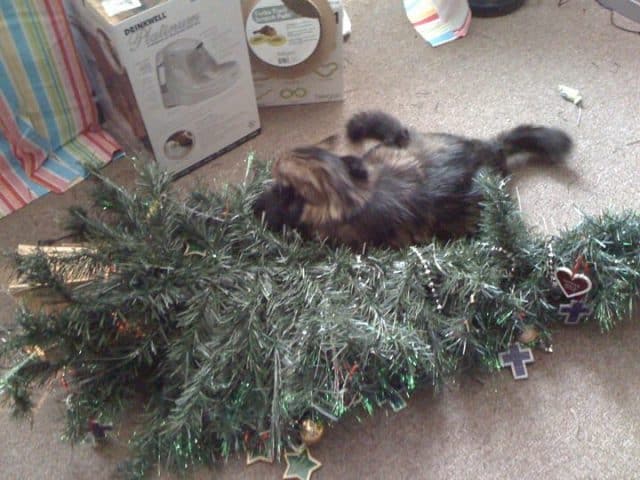 Cats wrecking top christmas tree