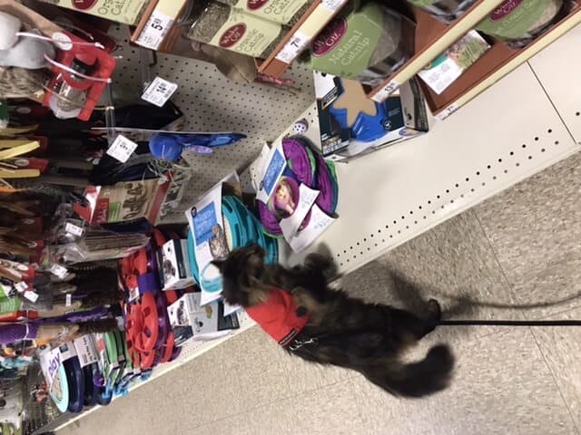 Brown tabby cat wearing red harness playing at a pet store.