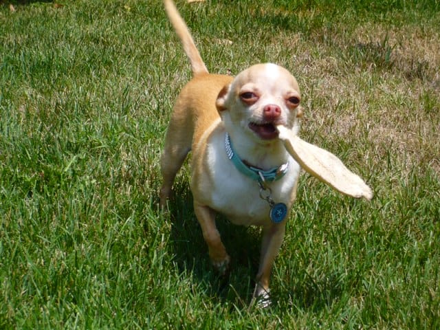Small dog wearing a light blue collar with a treat in its mouth stands on the grass in North Park, San Diego.
