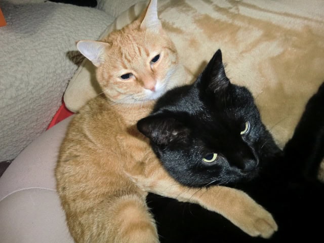 トーマとルーク