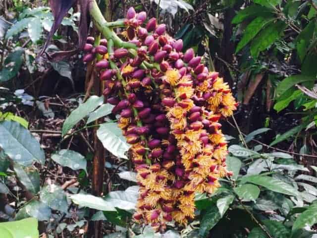 Jungle fruit in Phong Nha-Ke Bang National Park, Vietnam
