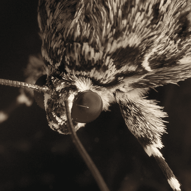 Adult Moth