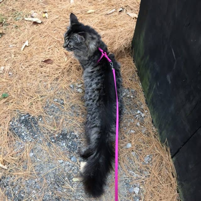 Brown tabby long haired cat walking on a pink leash