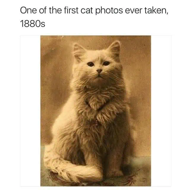 The Cats of Royalty 3 First photo of a traditional Persian cat taken in the 1800s