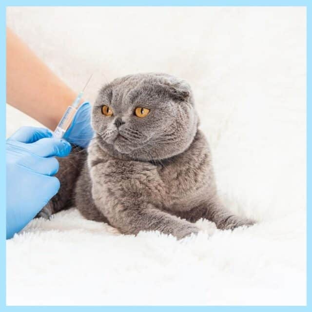 What to Know About Cat Vaccinations 2 blue scottish fold at getting a vaccination