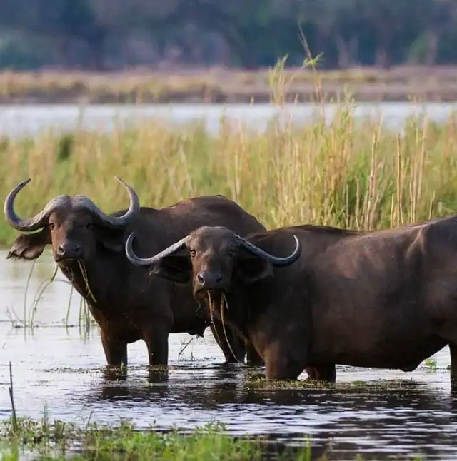 Zambia Wildlife