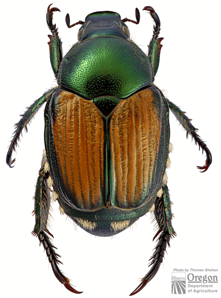 Popillia japonica