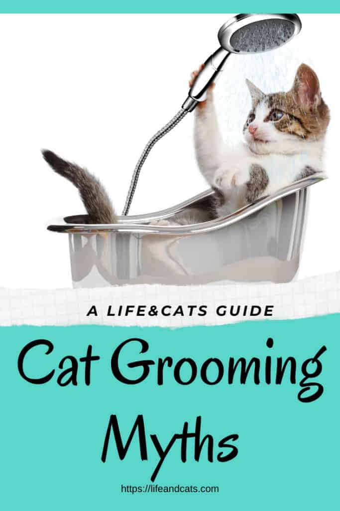Cat bathing in a tub