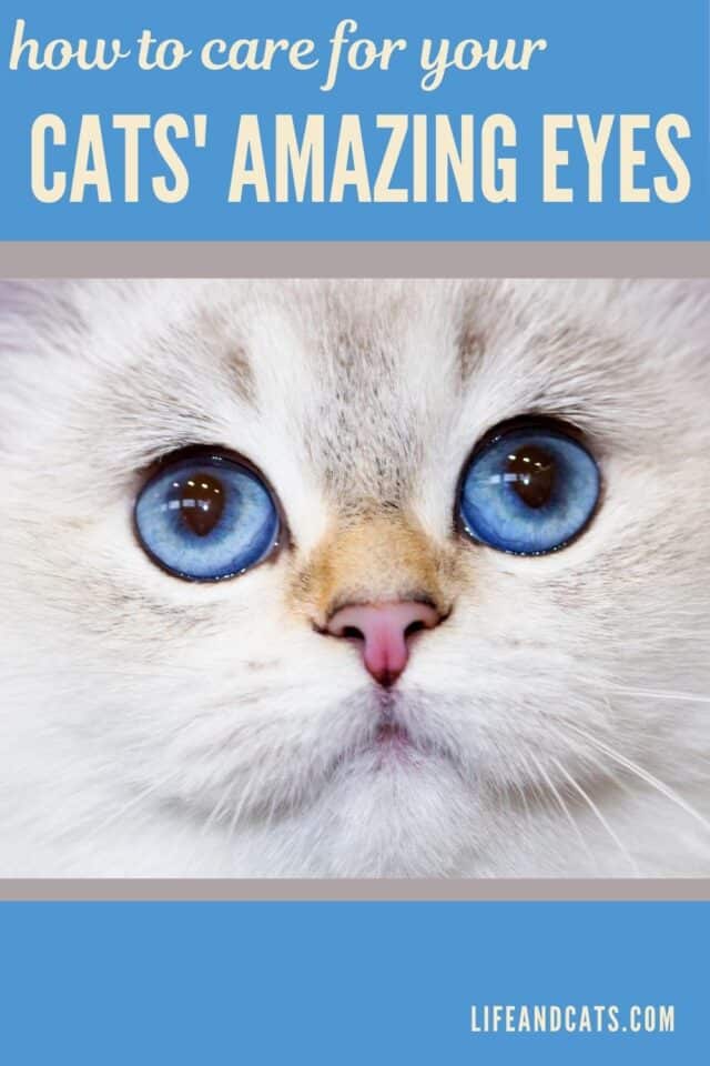Cat with blue eyes on graphic for take care of your cat's eyes