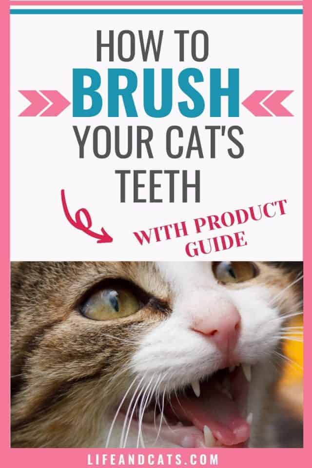 How to Brush Your Cat's Teeth (and what to do if you can't)