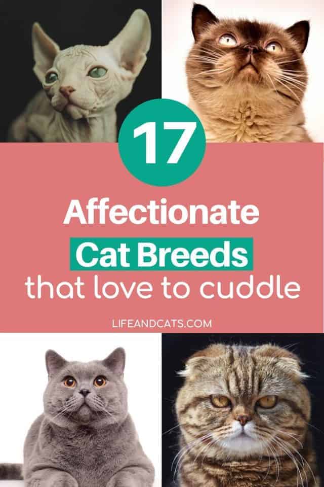 The Sweetest Cats 17 Affectionate Breeds