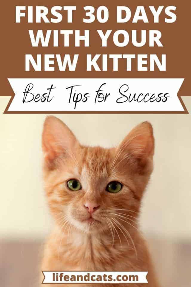 red tabby on a 30 days with new kitten pin graphic