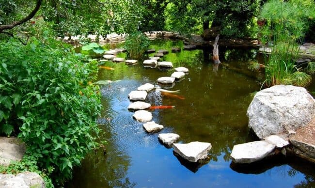 fish pond