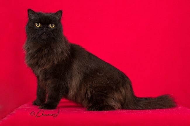 black persian cat on red background