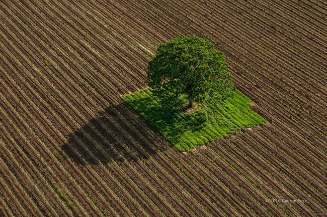 vinography_desktop_lone_tree.jpg