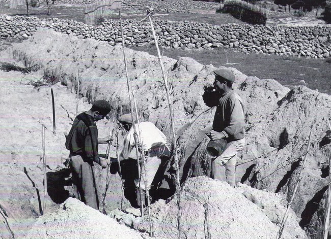 Vinhas Colares 7.jpg