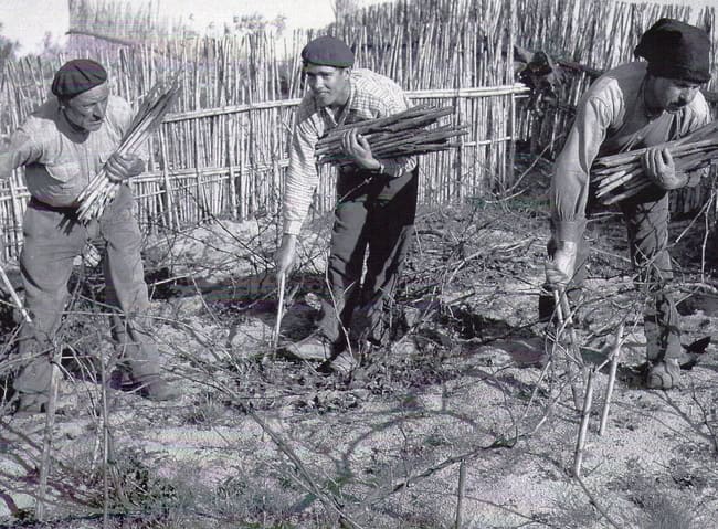 Vinhas Colares 5.jpg