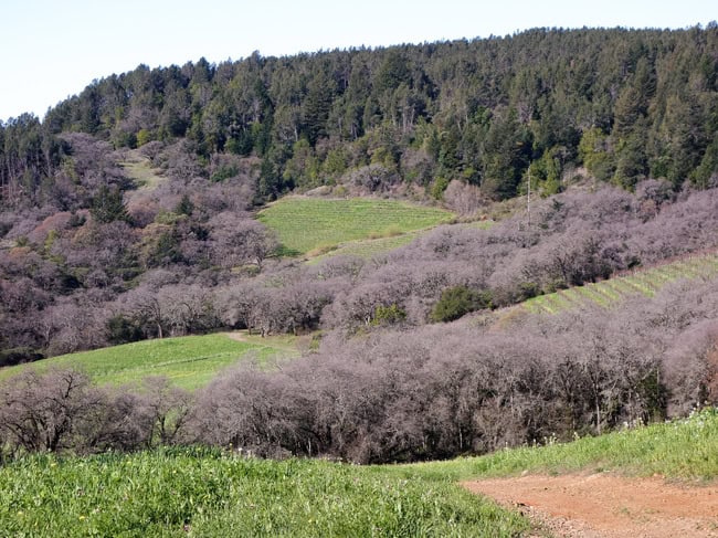 mayacamas-22.jpg