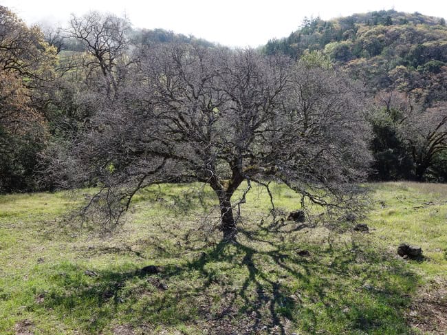 mayacamas-28.jpg