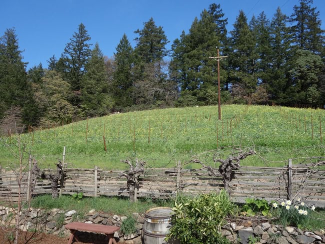 mayacamas-34.jpg