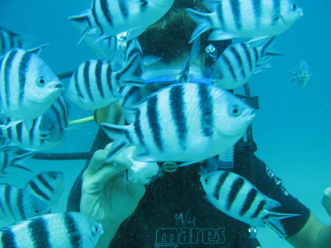 bali scuba