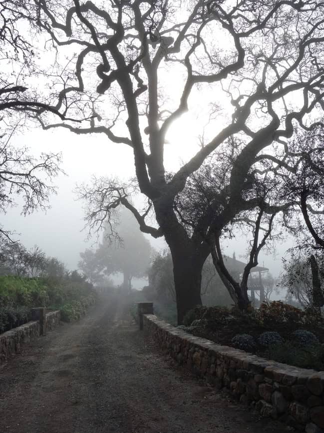 mayacamas-3.jpg