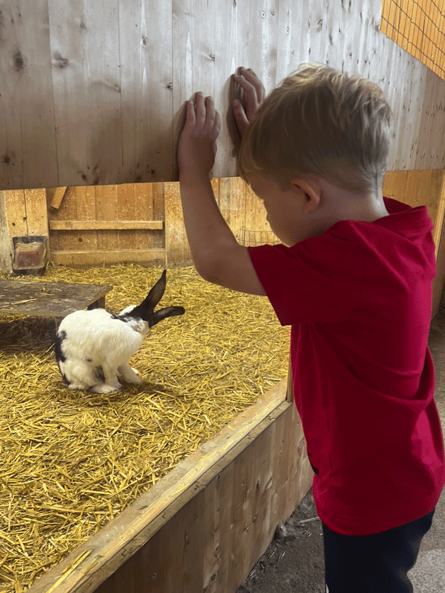 Kind beobachtet Tiere am Glessener Mühlenhof