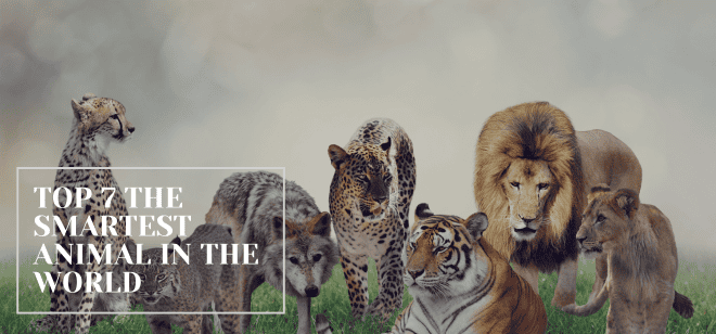 Top 7 the Smartest Animal in the World: And It’s Not a Chimp!
