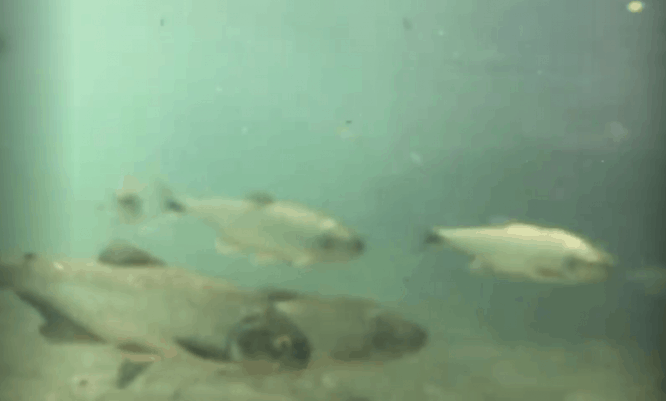fish of CR la fortuna river