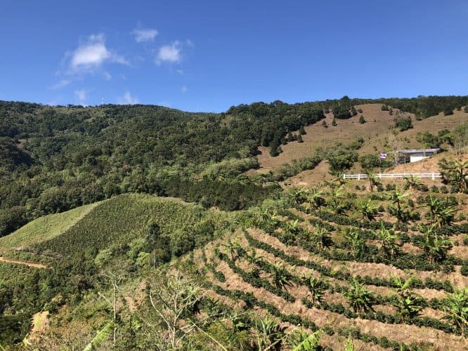 coffe country of san marcos costa rica