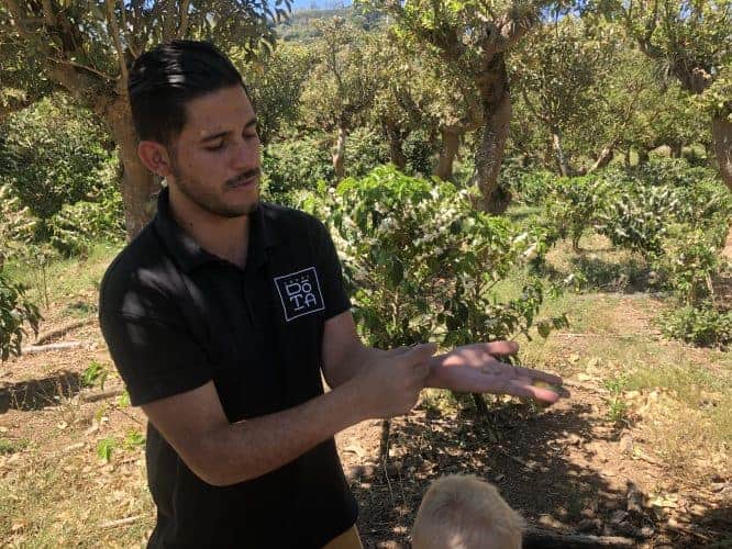 coffee plantation tour