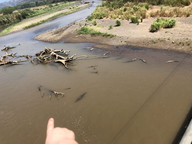 crocodiles in costa rica