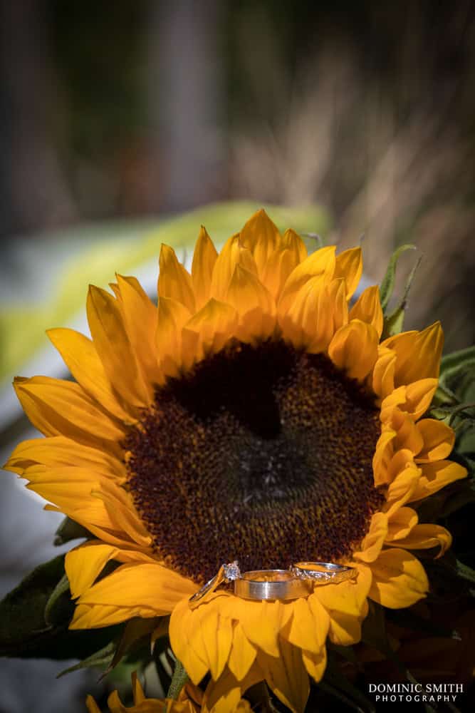 Wedding Rings on a Sunflower