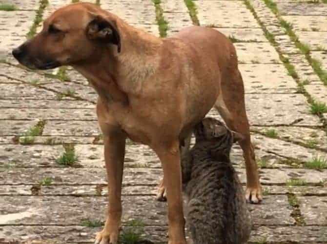 Fully Grown Cat Suckling From a Dog in Sicily Fully grown cat suckling from a dog in Sicily