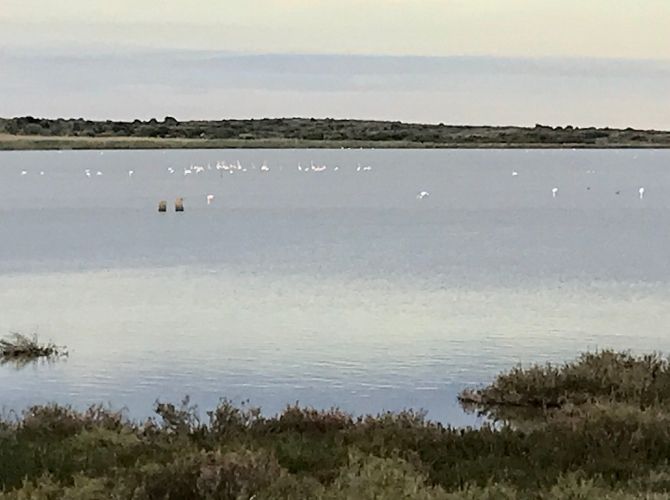 Flamingos at Vendicari Nature Reserve in Sicily Flamingos at Vendicari Nature Reserve in Sicily.